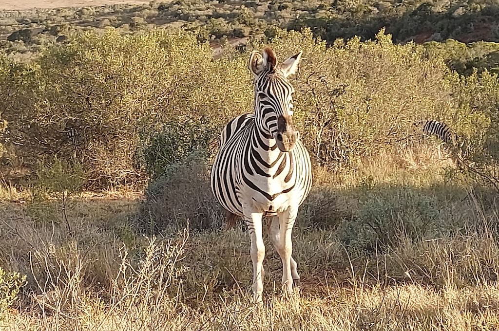 Giraffe Addo Elephant Park im offenem Fahrzeug