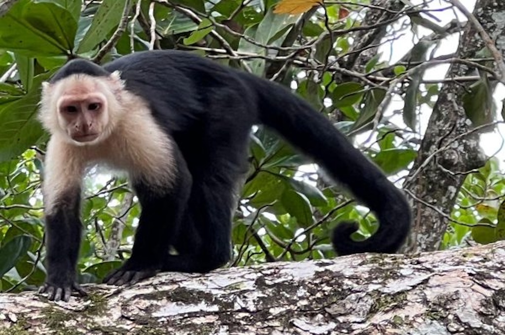 Affe Kapuzineraffe läuft über einen dicken Ast