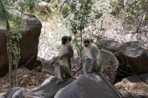 Wanderung durch Ribeira Grande