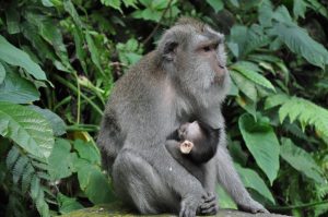 Affenwald Ubud Halbtagestour Bali