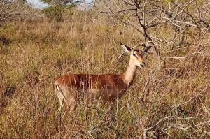 Safari im Maputo Nationalpark
