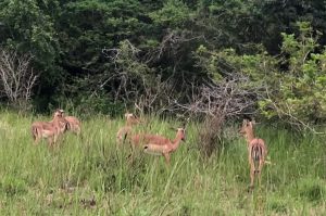 Safari im Maputo Nationalpark