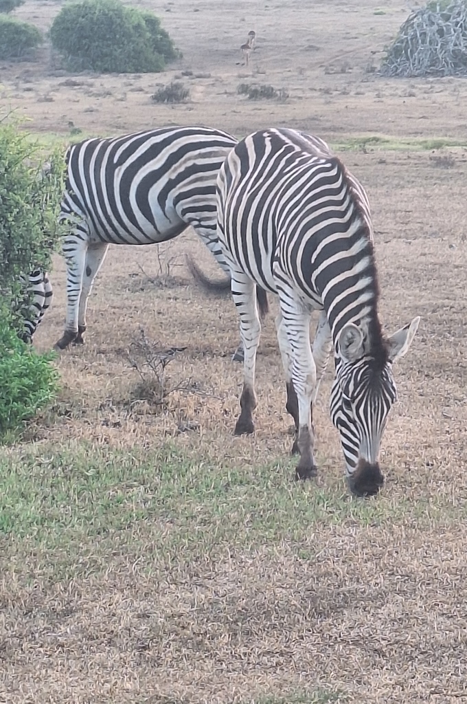 Zebra Safari im privaten Big 5 Reservat Bellevue