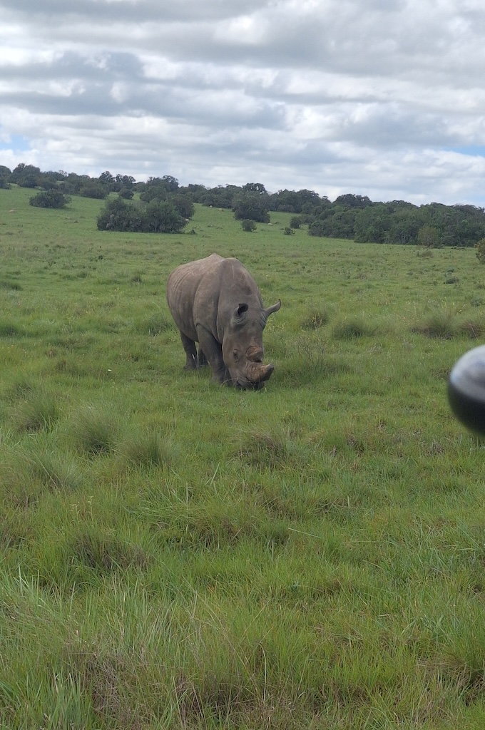 Nashorn Safari im privaten Big 5 Reservat Bellevue