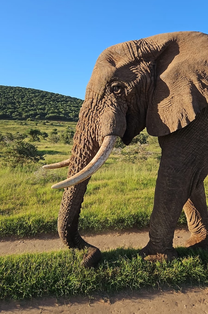 Elefant Safari im privaten Big 5 Reservat Bellevue