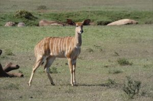 Safari im privaten Big 5 Reservat Bellevue