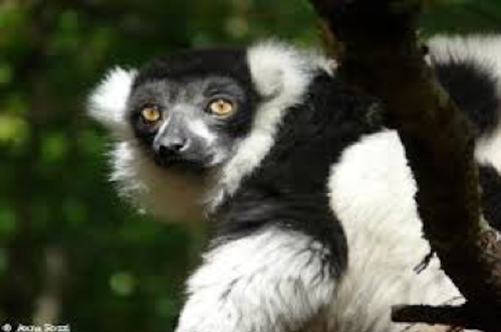 Lemure Zoo Park Ivoloina