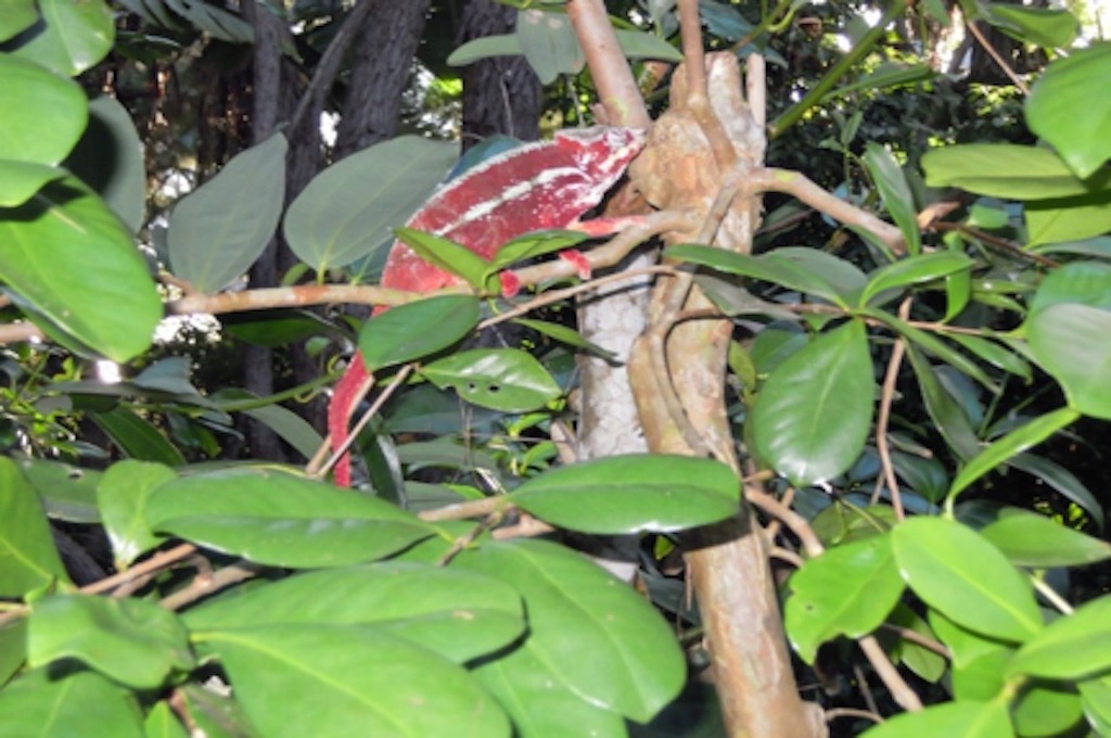 rote Chameleon Zoo Park Ivoloina