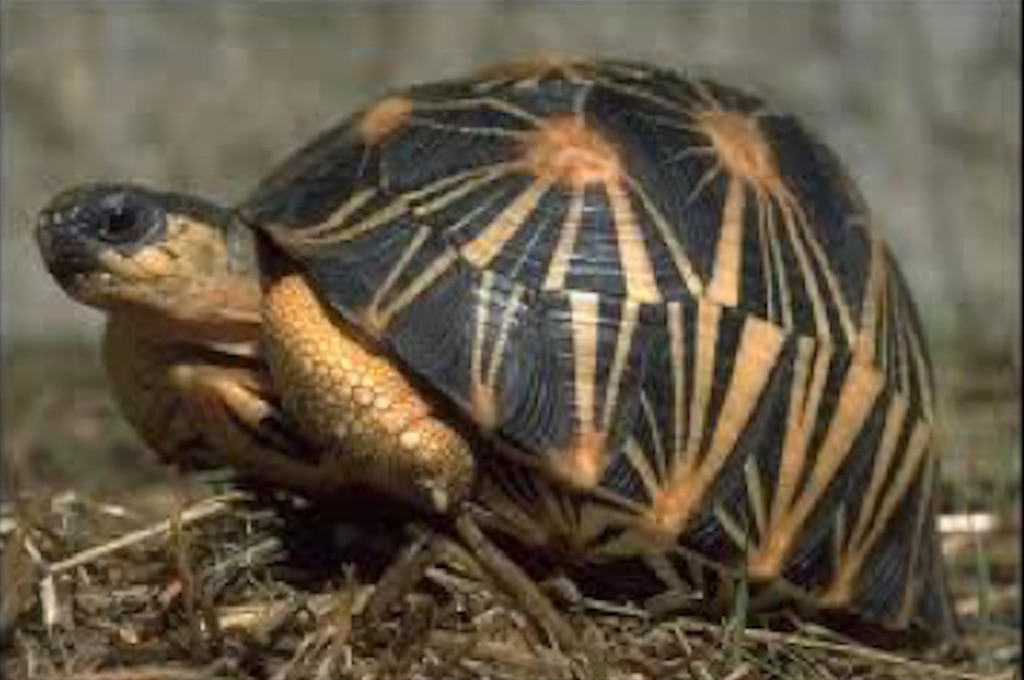 Schildkröte Zoo Park Ivoloina