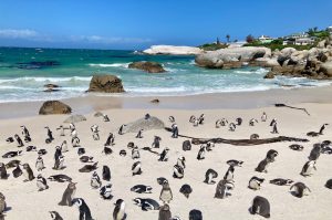 Kap der Guten Hoffnung und Boulders Beach