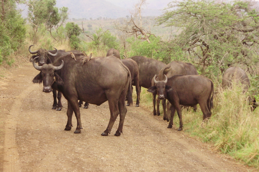 Buffalo Kragga Kamma Wildreservat