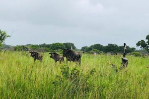 Safari im Maputo Nationalpark