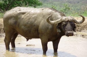 Addo Elefant Nationalpark
