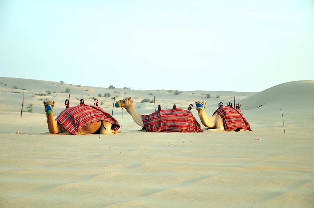 Camel-Desert Kamelsafari