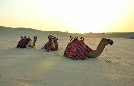 Camel_sunset Kamelsafari
