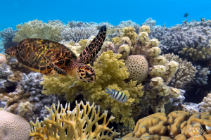 Schnorcheln am Barrier Reef & Island Life in Caye Caulker