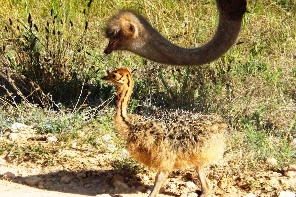 Staus Wildpark Safari