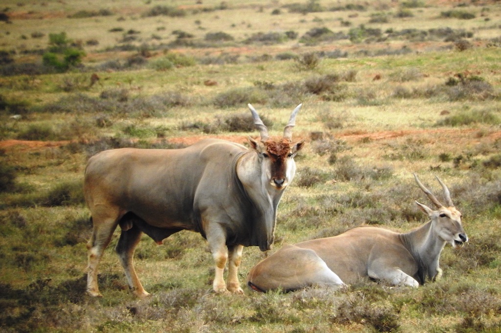 Addo Elefant Nationalpark