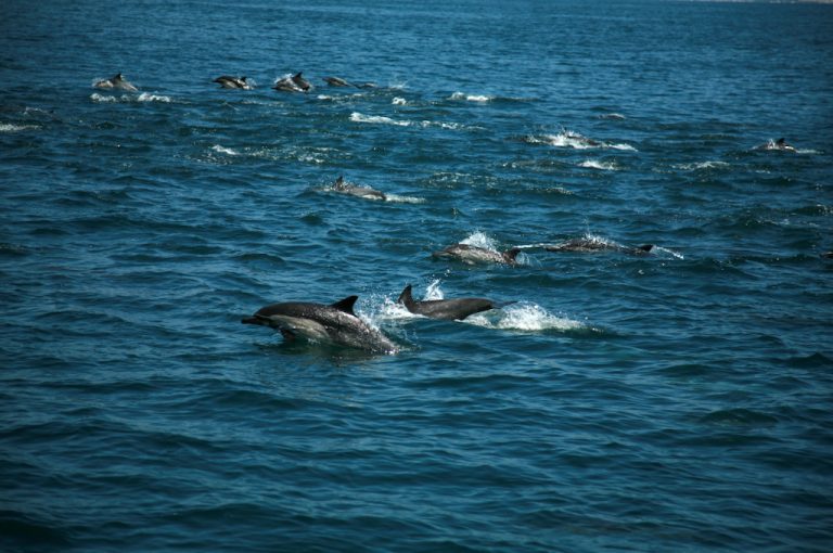 Dolphins off the coast of Muscat in Oman