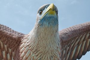 Brahminenweih im Flug über den Mangroven von Langkawi