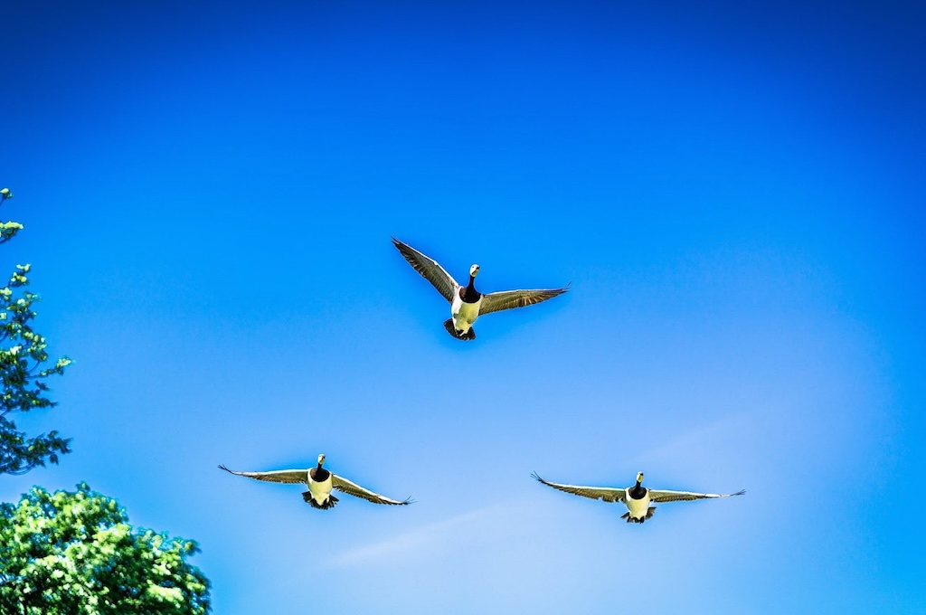 Birds flying over Stockholm-min Die grünen Schätze von Djurgarden