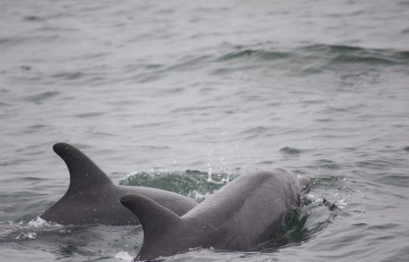 Zwei Delfine vor der Küste von Walvis Bay