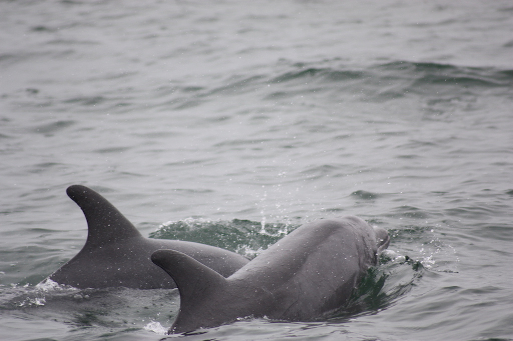 Dolphin Cruise Katamaran mit Delfine und Robben