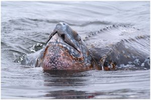 Schildkröte Katamaran mit Delfine und Robben