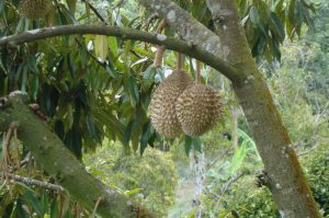 Durian-Früchte am Baum auf Penang