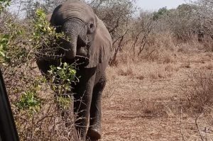 Safari im Maputo Nationalpark
