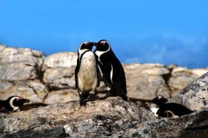 Cape Point und Felsbrocken