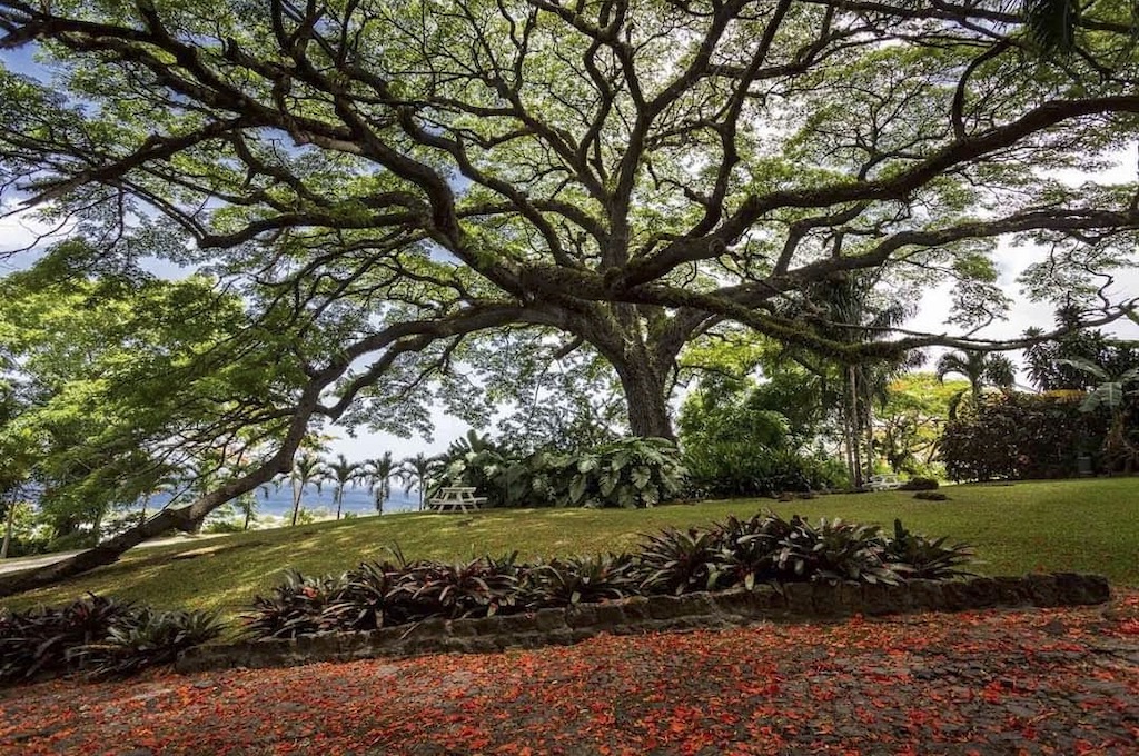 Botanische Garten auf St.Kitts Panorama Inseltour