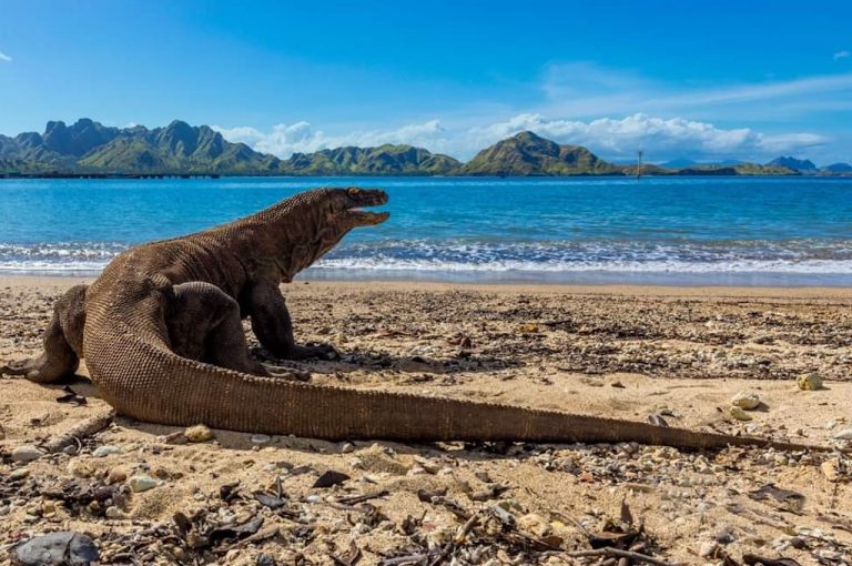 The pink sand of Pink Beach on Komodo