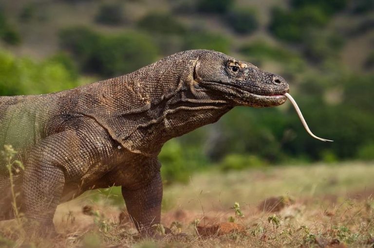 Coastline of Komodo island in Indonesia