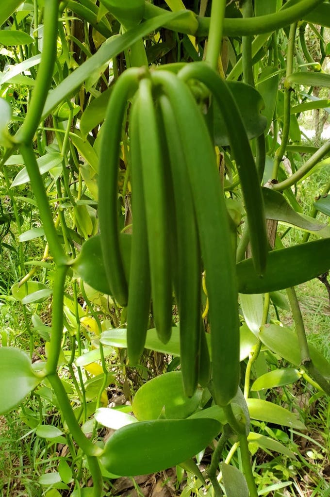 Seychellen Praslin & La Digue