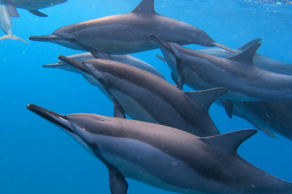 Delfine Gruppe Spinnerdelfine unter Wasser vor der Westküste von Mauritius