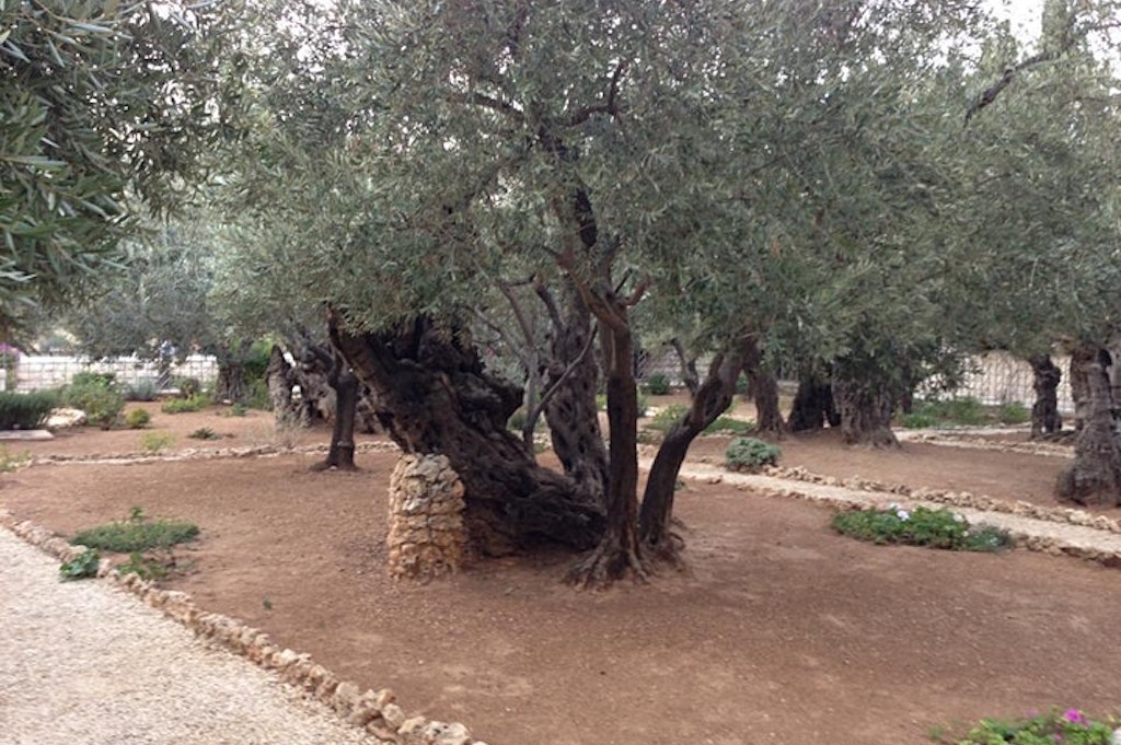 Landausflug von Ashdod nach Jerusalem und Totes Meer