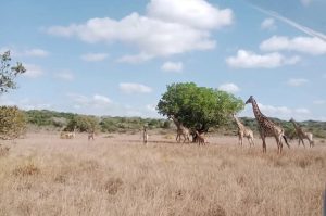 Safari im Maputo Nationalpark