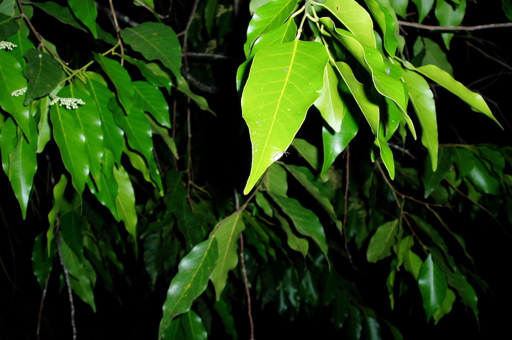Glühkäfer Kuala Lumpur 5