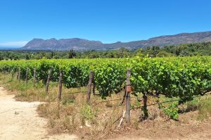 Tafelberg, Kapstadt & Weingut Groot Constantia