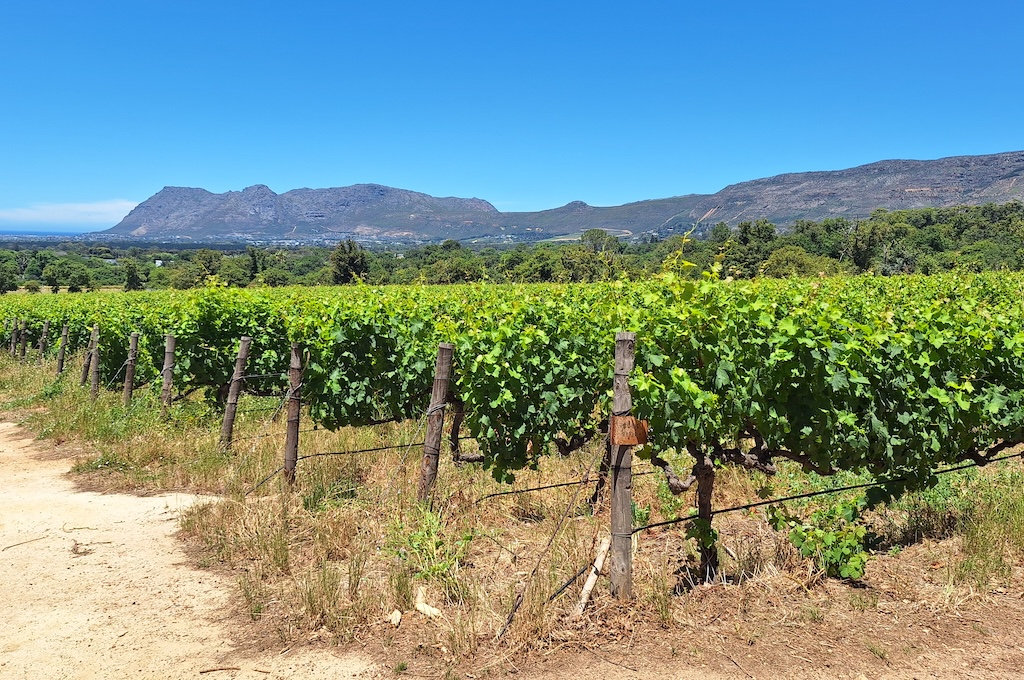 Groot Constantia Rebzeilen des Weinguts mit Blick auf die Constantiaberge