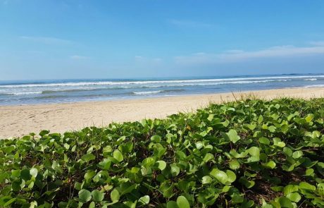 Grün bewachsene Düne am weiten Sandstrand von Negombo