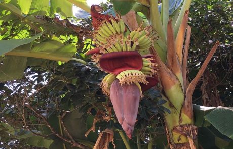 Bananen Blühende Bananenstaude mit rotem Blütenstand in Sri Lanka