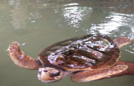 Meeresschildkröte im Wasser einer Aufzuchtstation in Sri Lanka