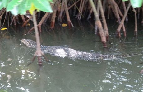 Schlange Bindenwaran schwimmt zwischen Mangrovenwurzeln bei Bentota