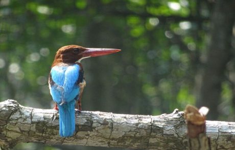 Kolibri Braunliest (Eisvogel) auf einem Ast am Madu-Fluss in Sri Lanka