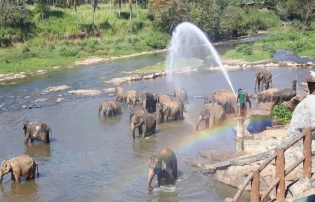 Elefanten beim baden Elefanten im Fluss bei Pinnawela, davor ein Wasserstrahl mit Regenbogen