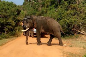 Elefant Pinnawela
