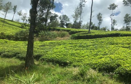 Teeplantage an einem Hang im Hochland von Sri Lanka