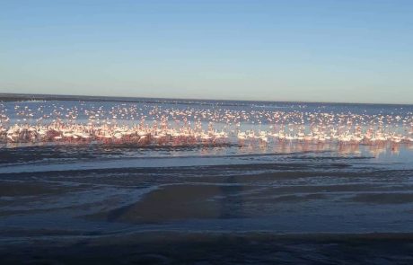 Große Flamingoschar in der Lagune von Walvis Bay